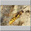 Philanthus triangulum - Bienenwolf w13.jpg